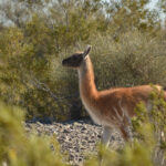 Guanaco (Lama guanicoe) en un jarillal típico del monte, con Larrea cuneifolia (Familia Zigophyllaceae), Bulnesia retama (Familia Zigophyllaceae) y Tephrocactus aoracanthus (Familia Cactaceae) en el braquianticlinal de Loma Negra, Precordillera Central (Foto: Nicolás Vargas).