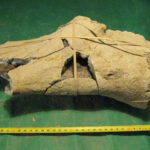 Fragmento distal de fémur atribuido a un Tardigrada aff. Megatherium en depósitos arcilloso-limosos de origen palustre-lacustre datados en 32.680 ± 1.580 años AP 14C. Acequión, Sierras de Pedernal-Los Pozos. Precordillera (Foto: Ana Pantano).