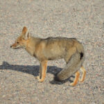 Zorro (Lycalopex griseus) en el área de Angualasto, Iglesia (Foto: Nicolás Vargas).