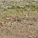 Pareja de Agachona Grande (Attagis gayi) (Familia: Thinocoridae) en ambiente periglacial, con pastos del género Festuca y/o Poa (Familia Poaceae). Los Azules, Cordillera de Calingasta (Foto: Nicolás Vargas).